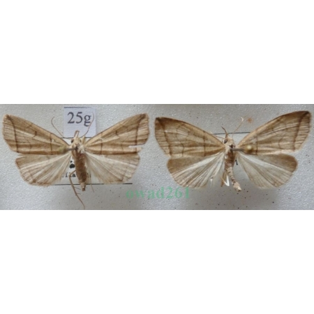 Herminia grisealis (Denis & Schiffermüller, 1775) pair Szczękalica gajówka Czech25g